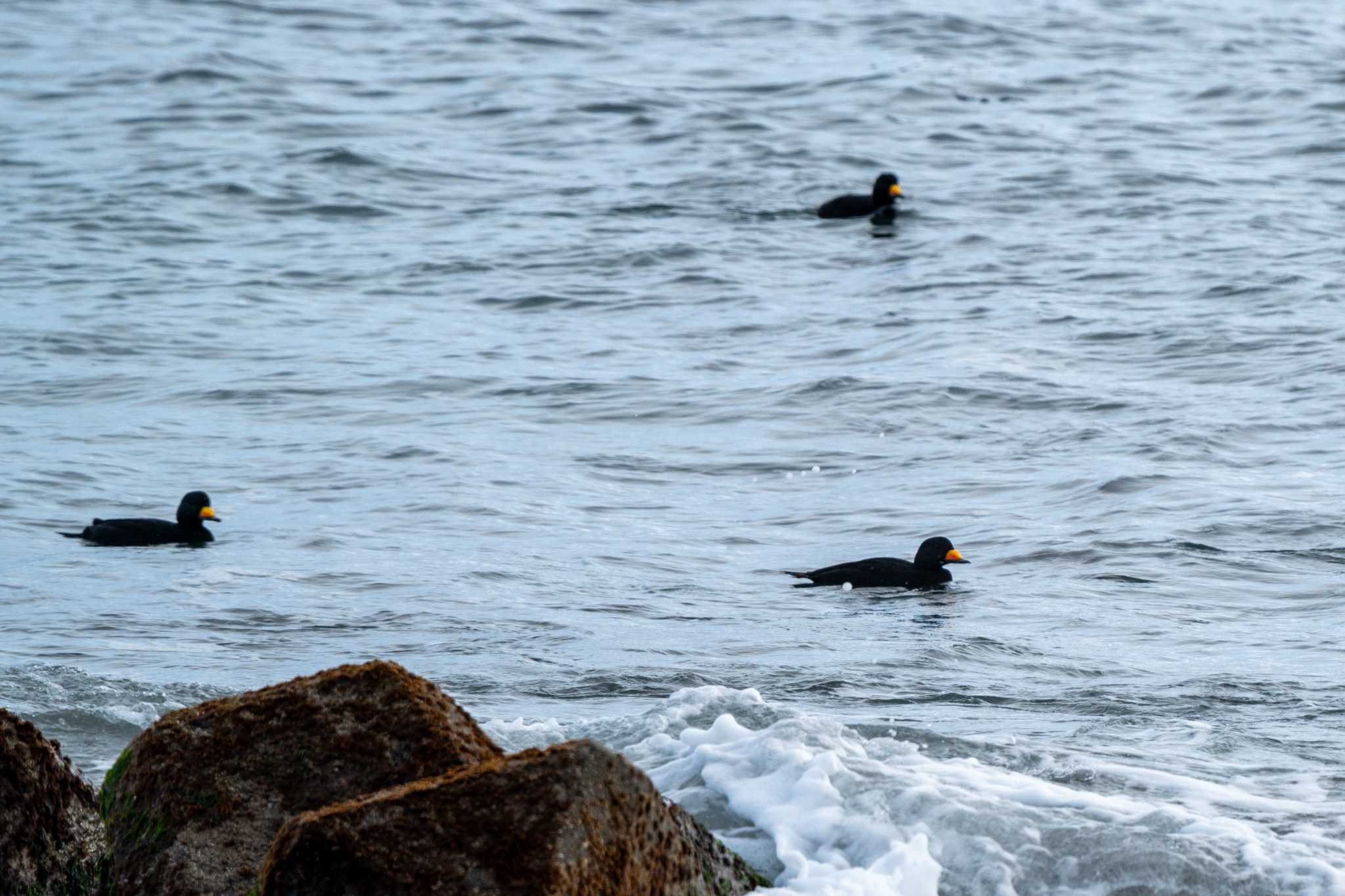 Photo of Black Scoter at ヨコスト湿原 by Gori_Hiko