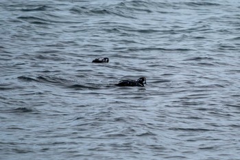 Harlequin Duck ヨコスト湿原 Mon, 1/11/2021