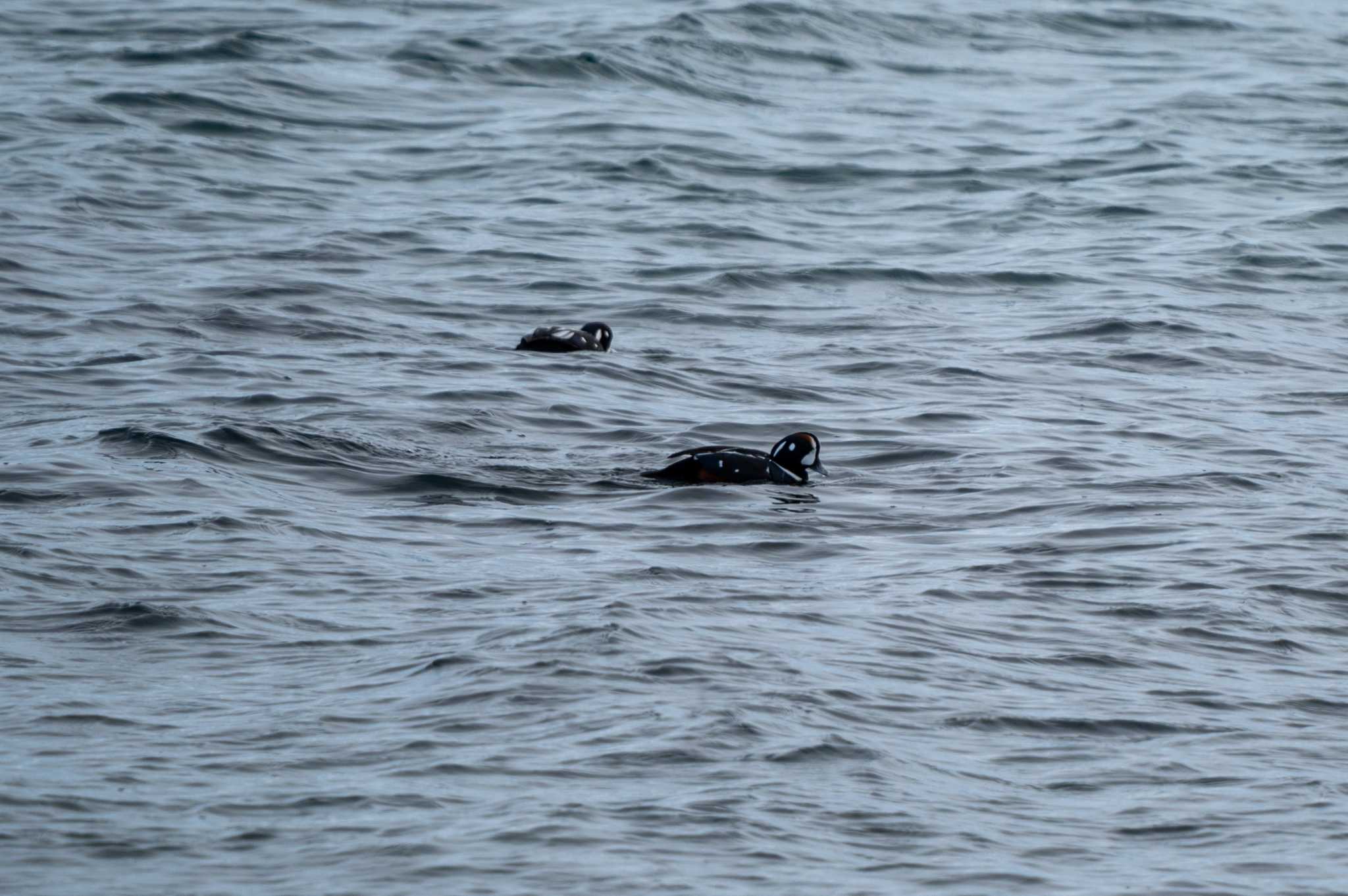 Harlequin Duck