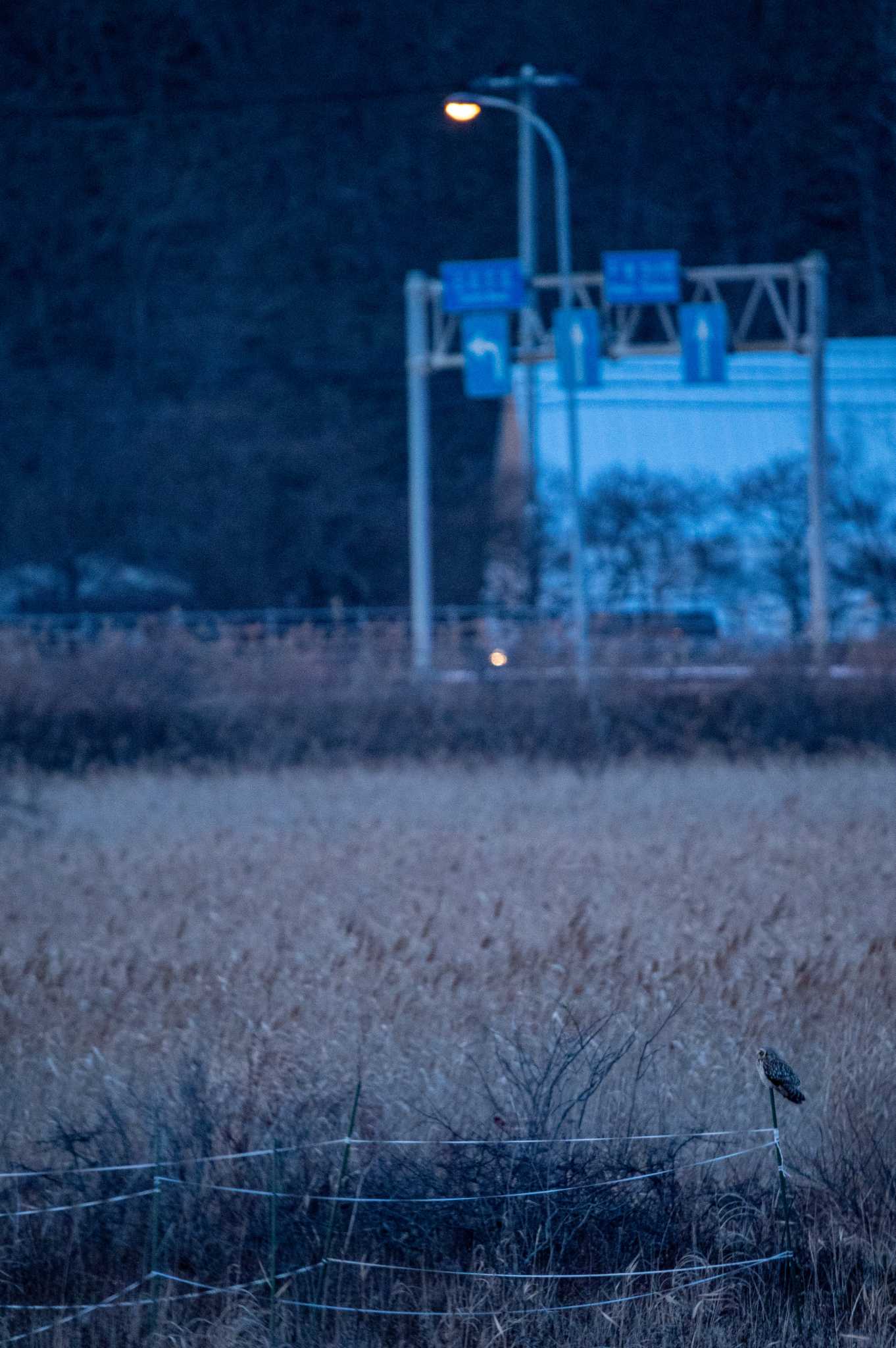 Short-eared Owl