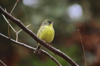 Masked Bunting 横浜市港北区 Tue, 2/11/2014