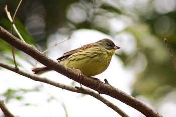 Masked Bunting 横浜市港北区 Tue, 2/11/2014