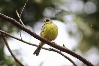 Masked Bunting 横浜市港北区 Tue, 2/11/2014