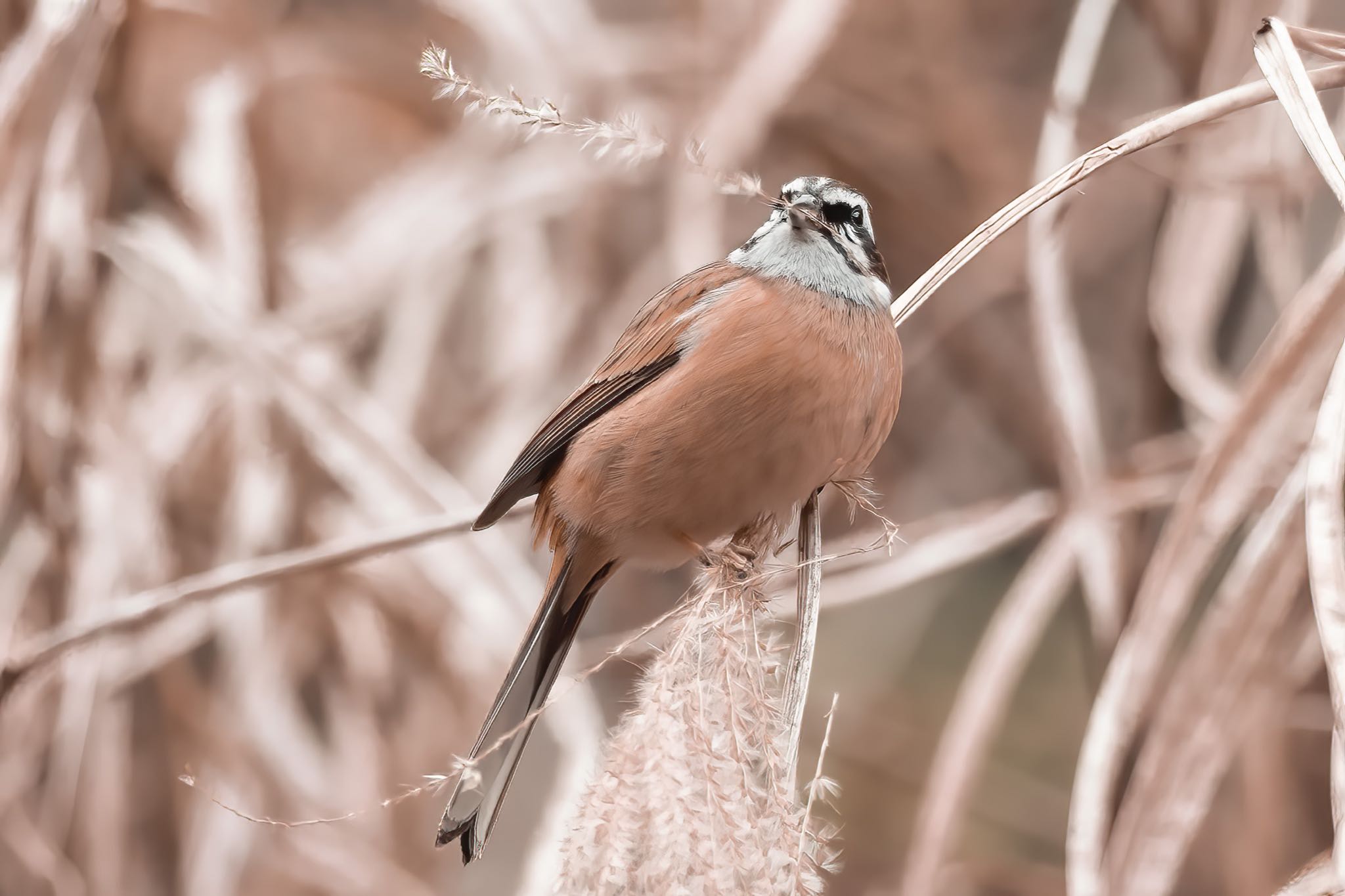 ホオジロの画像 by wildbirds_1961