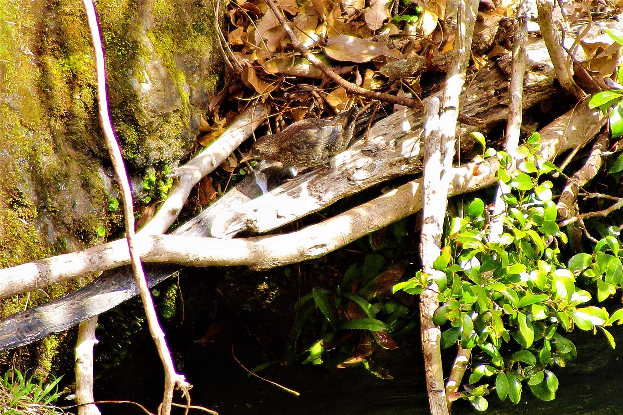 三重県桑名市 カワガラスの写真 by takamiti takagi