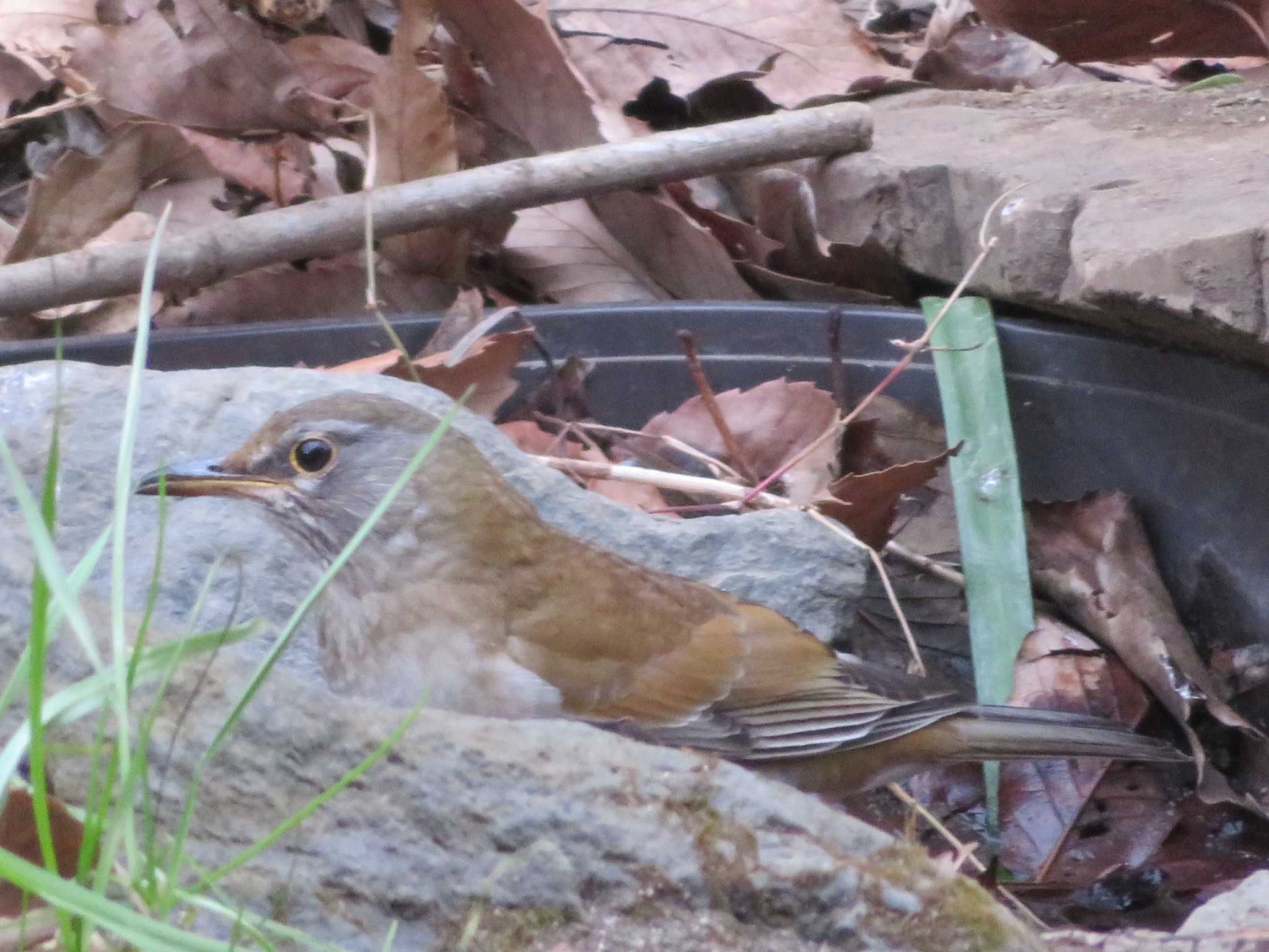 Pale Thrush