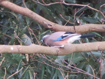 Sun, 1/17/2021 Birding report at 茅ヶ崎里山公園