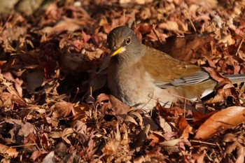 Pale Thrush Arima Fuji Park Sun, 1/17/2021