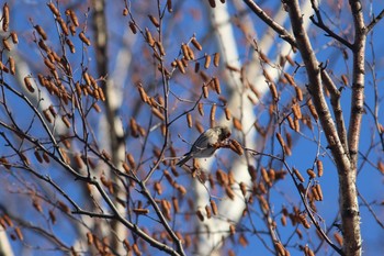 Common Redpoll Asahiyama Memorial Park Sun, 1/17/2021