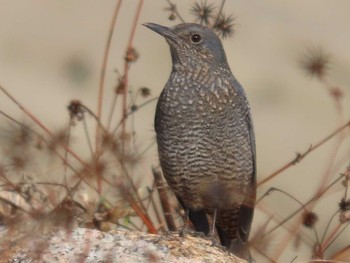 Blue Rock Thrush 岡山旭川 Mon, 1/18/2021