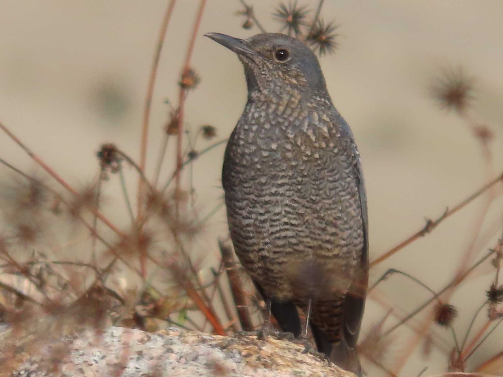 Photo of Blue Rock Thrush at 岡山旭川 by タケ