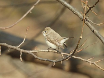 ニシオジロビタキ 馬見丘陵公園 2021年1月17日(日)