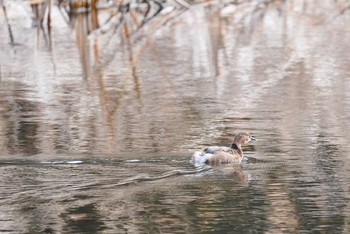 カイツブリ 泉の森公園 2021年1月18日(月)