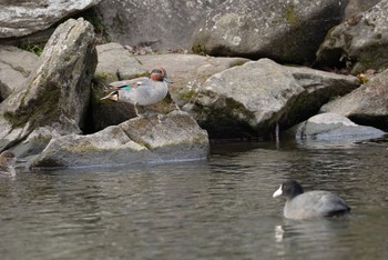 コガモ 泉の森公園 2021年1月18日(月)