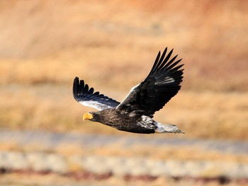 2016年12月3日(土) 千代田新水路の野鳥観察記録