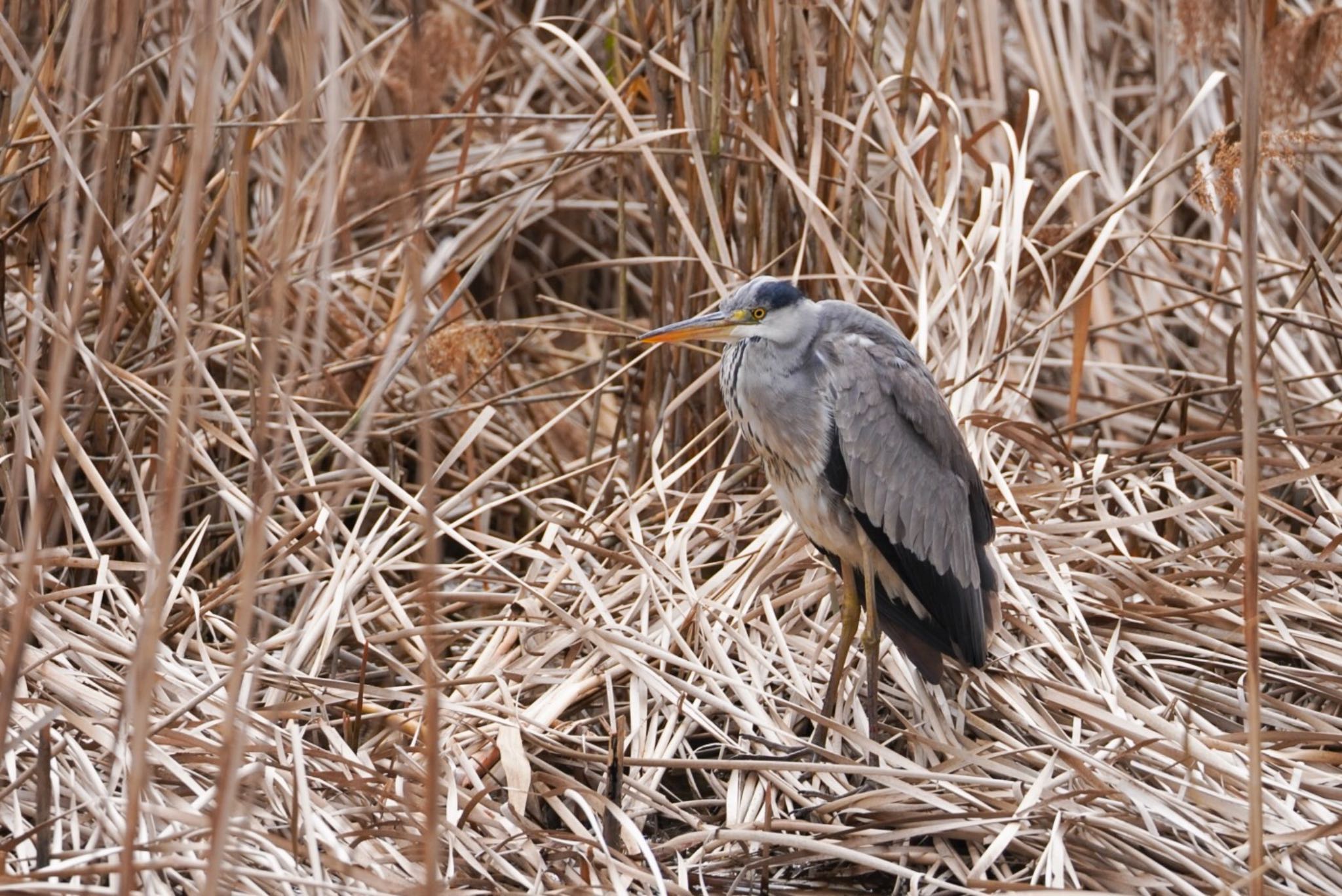 泉の森公園 アオサギの写真