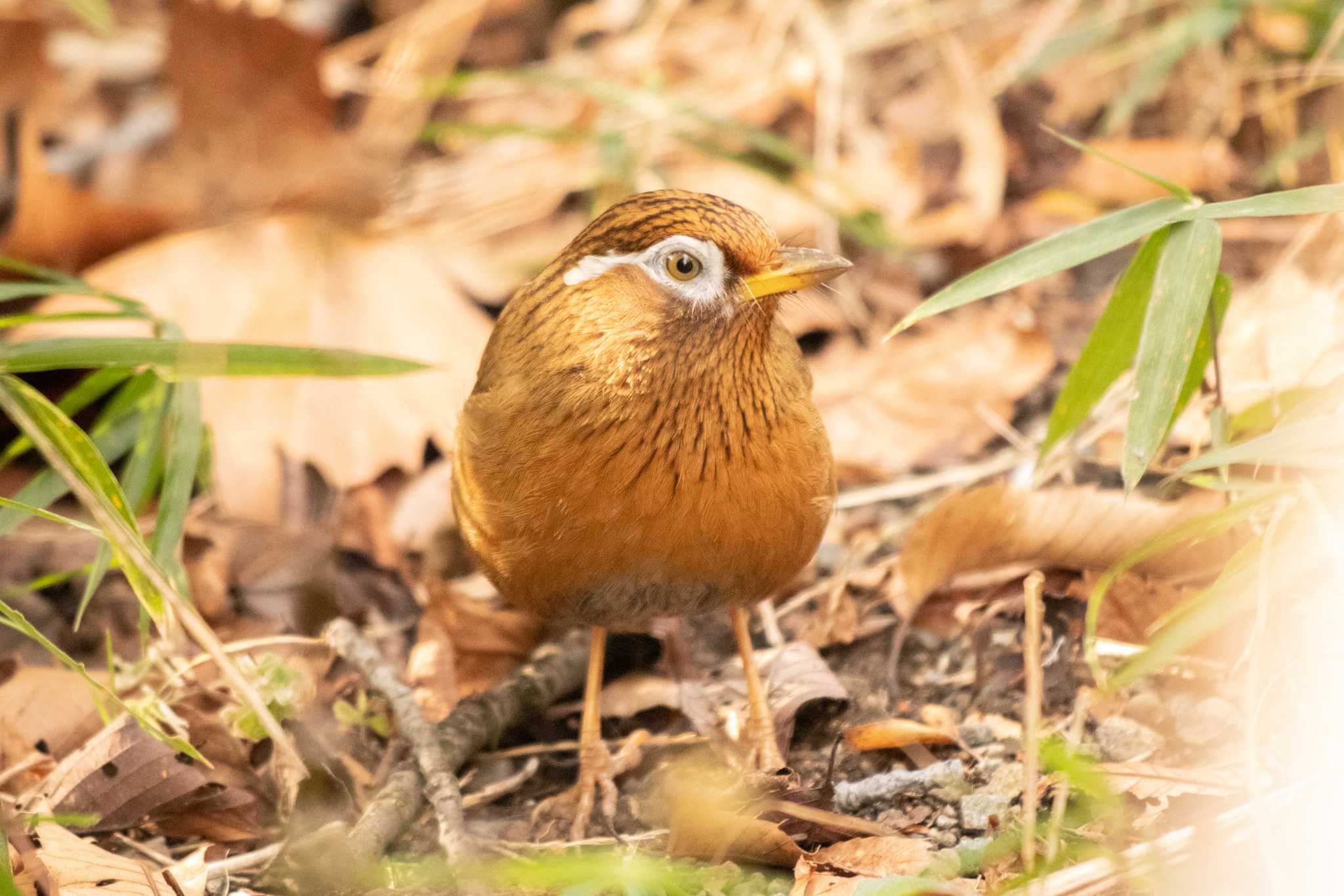 ガビチョウ