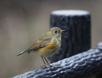 Red-flanked Bluetail 横浜市 Mon, 1/18/2021