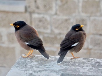 2021年1月17日(日) Tel Aviv, Israel の野鳥観察記録