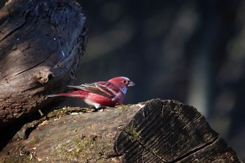 Pallas's Rosefinch Saitama Prefecture Forest Park Unknown Date