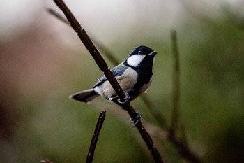 2021年1月16日(土) 薬師池公園の野鳥観察記録