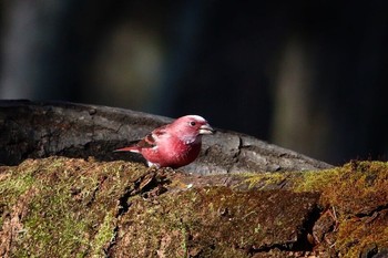 Pallas's Rosefinch Saitama Prefecture Forest Park Unknown Date