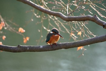 カワセミ 薬師池公園 2021年1月16日(土)