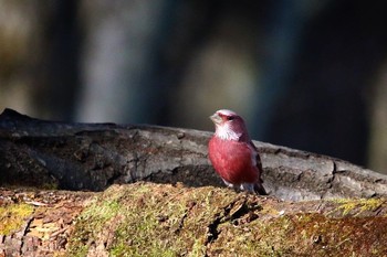 Pallas's Rosefinch Saitama Prefecture Forest Park Unknown Date