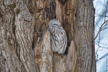 Mon, 1/18/2021 Birding report at 苫小牧