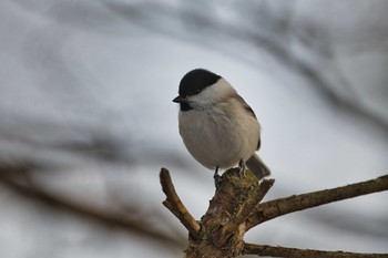 ハシブトガラ 苫小牧 2021年1月18日(月)