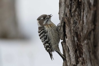 Japanese Pygmy Woodpecker 苫小牧 Mon, 1/18/2021