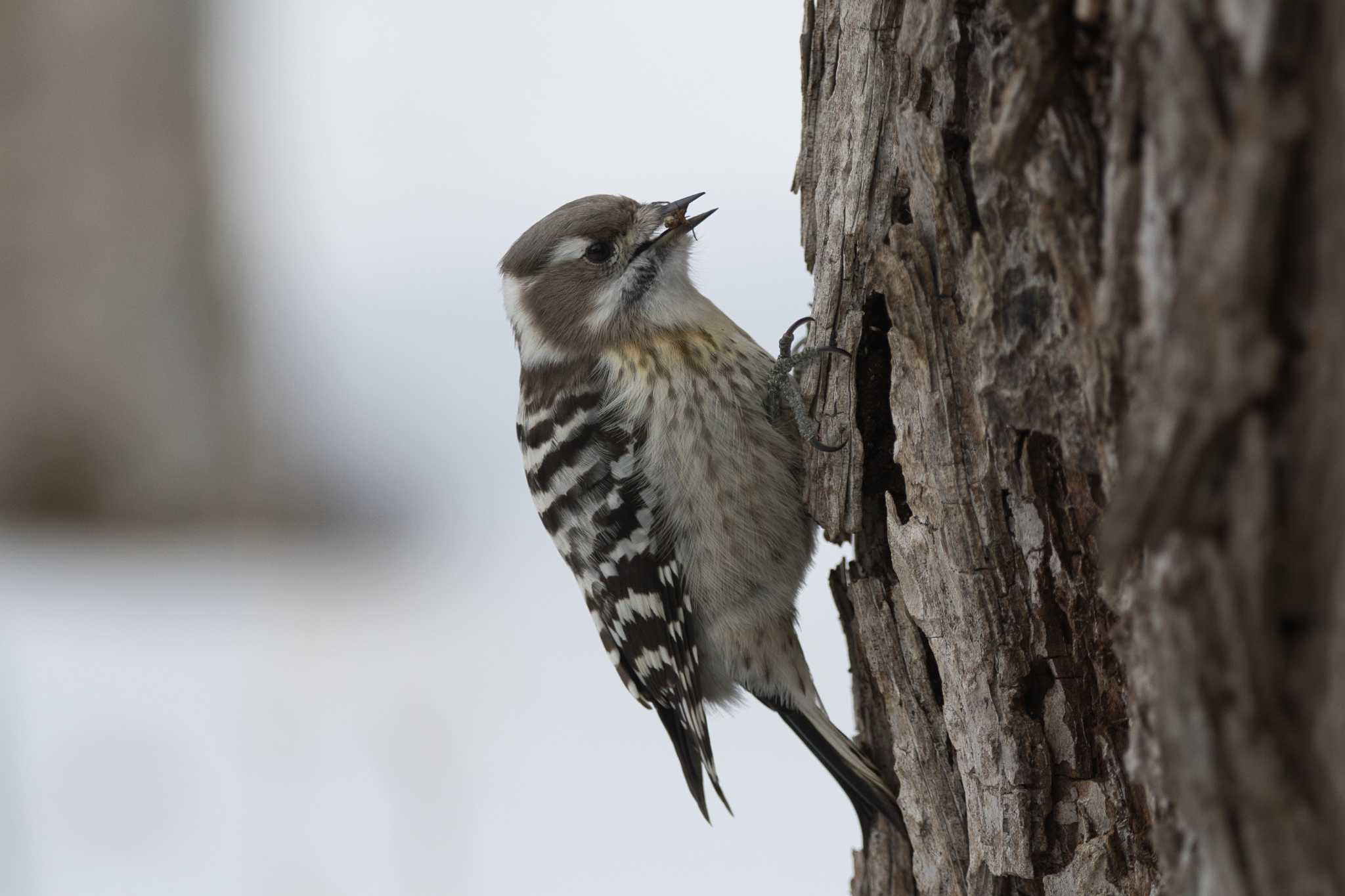 Photo of Japanese Pygmy Woodpecker at 苫小牧 by さいとお