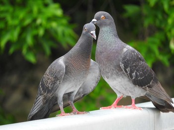 カワラバト 愛知県 2016年7月17日(日)