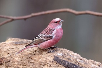 Pallas's Rosefinch Unknown Spots Mon, 1/18/2021