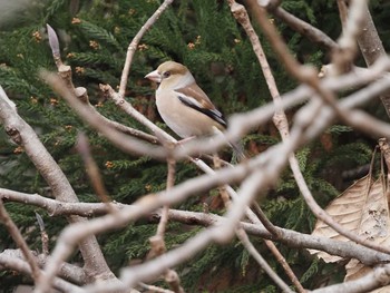 Sun, 1/17/2021 Birding report at 小山内裏公園