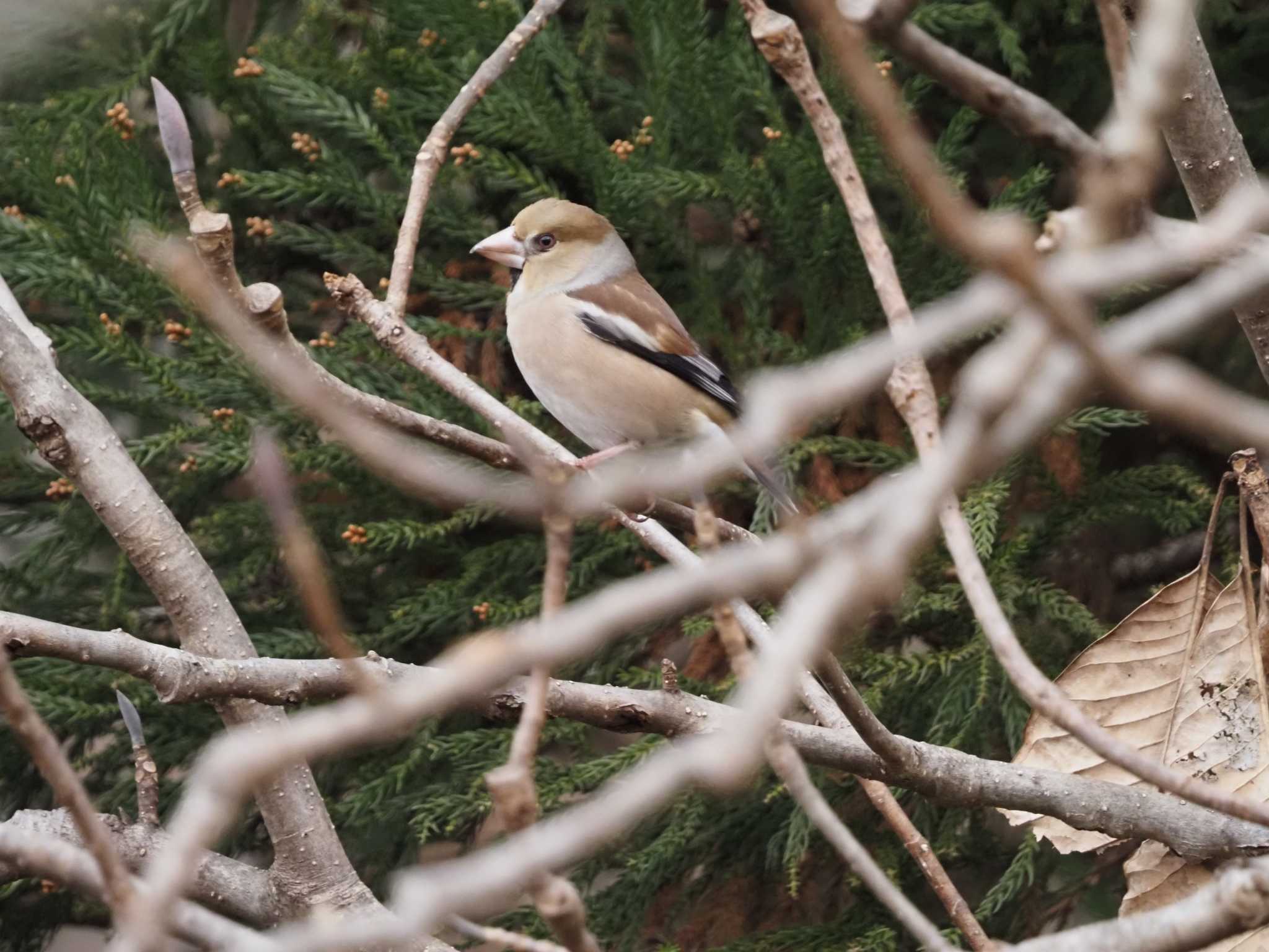 Photo of Hawfinch at 小山内裏公園 by え～す