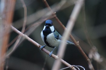 Japanese Tit Higashitakane Forest park Mon, 1/18/2021