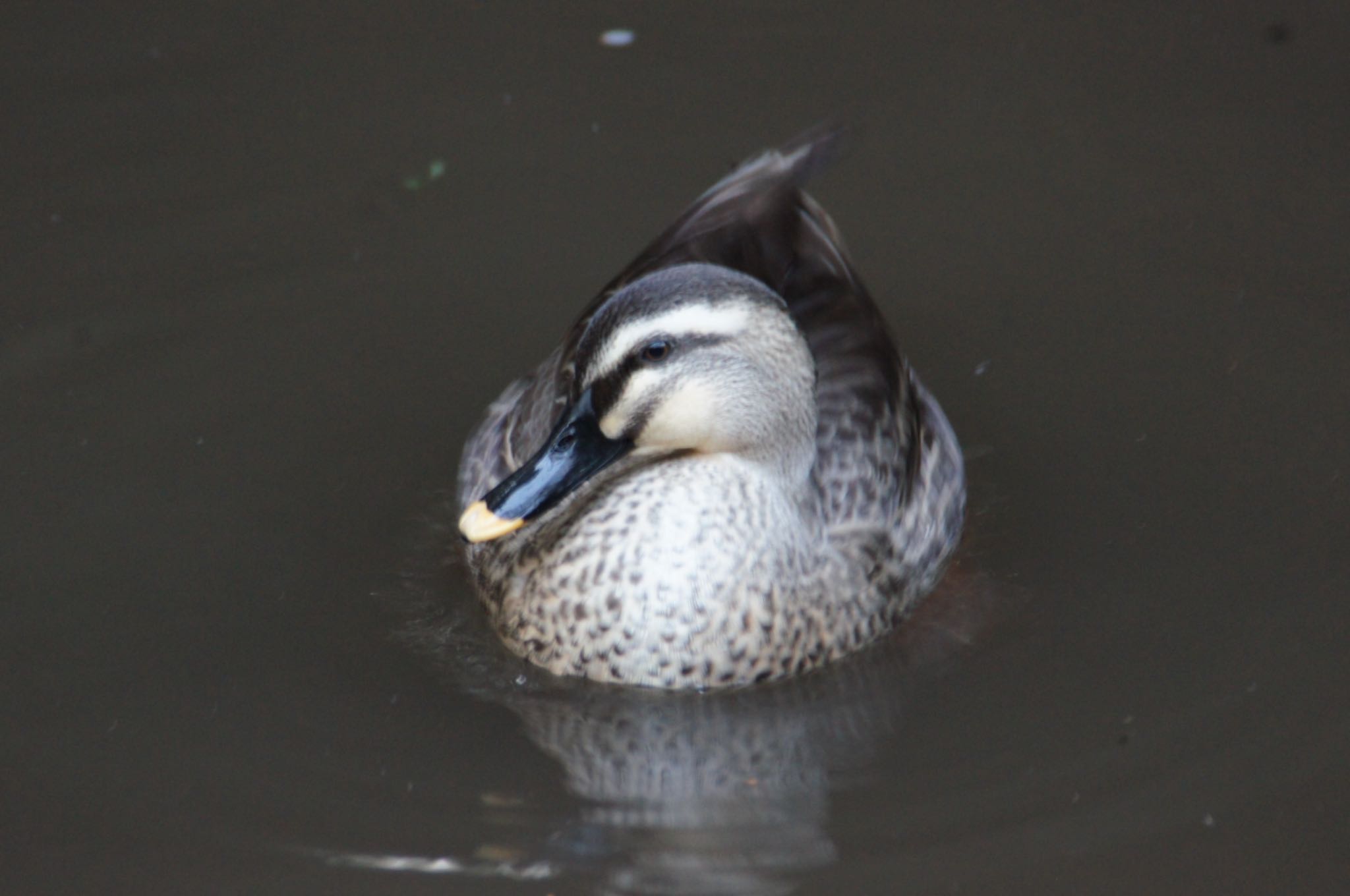 Photo of Eastern Spot-billed Duck at Higashitakane Forest park by まさ