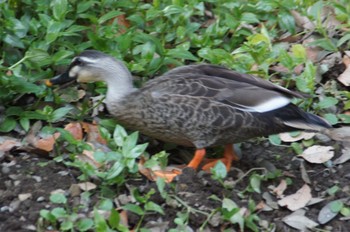 Eastern Spot-billed Duck Higashitakane Forest park Mon, 1/18/2021