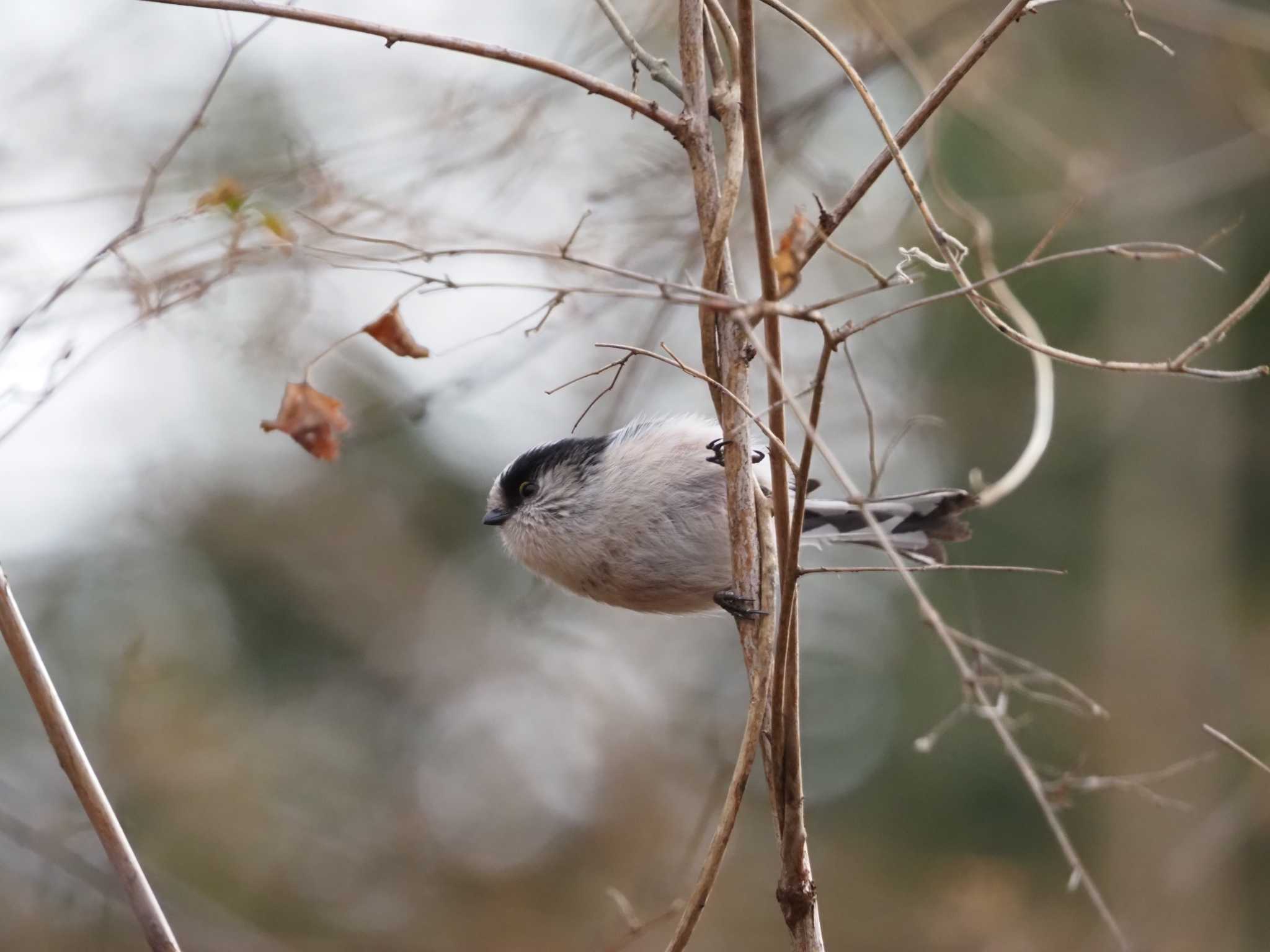 Long-tailed Tit