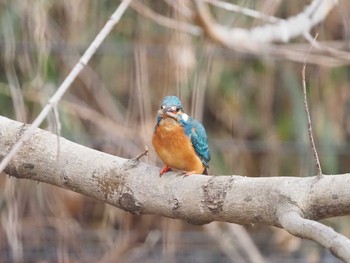 カワセミ 小山内裏公園 2021年1月17日(日)