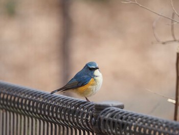 ルリビタキ 小山内裏公園 2021年1月17日(日)