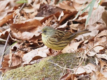 アオジ 小山内裏公園 2021年1月17日(日)