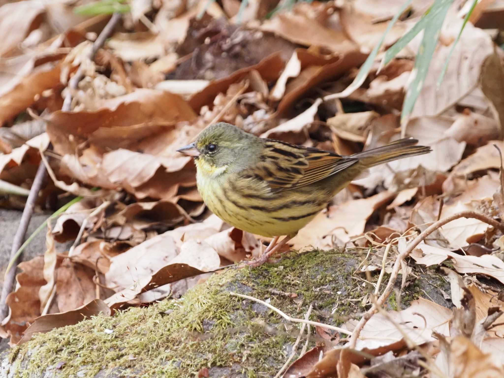 Masked Bunting