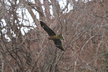 トビ 早戸川林道 2020年1月25日(土)