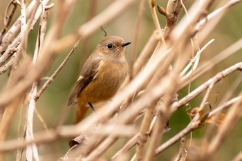 2021年1月17日(日) 浅間山公園と野川公園の野鳥観察記録