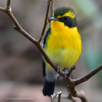 2021年1月14日(木) 石垣島の野鳥観察記録