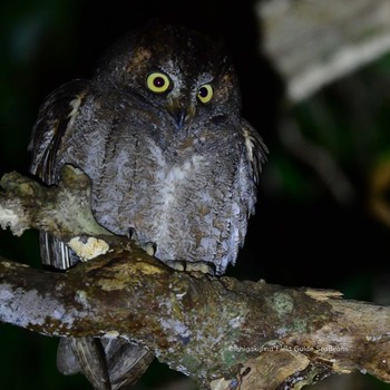 Ryukyu Scops Owl Ishigaki Island Sun, 1/10/2021