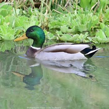 2021年1月15日(金) 石垣島の野鳥観察記録