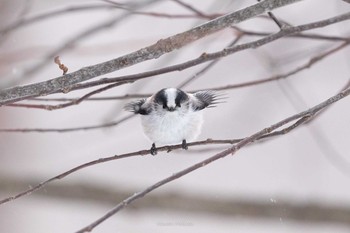 2021年1月10日(日) 湯ノ湖の野鳥観察記録